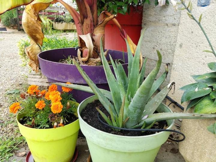 Belle Maison Du Quercy Septfonds Ngoại thất bức ảnh